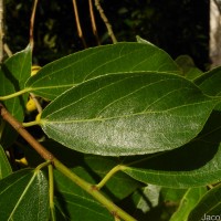 Ficus exasperata Vahl